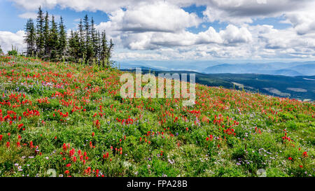 Indian Paintbrush, Asters and other wild flowers in the high alpine of Tod Mountain in the Shuswap Highlands of British Columbia, Canada Stock Photo