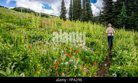 Indian Paintbrush, Asters and other wild flowers in the high alpine of Tod Mountain in the Shuswap Highlands of British Columbia, Canada Stock Photo