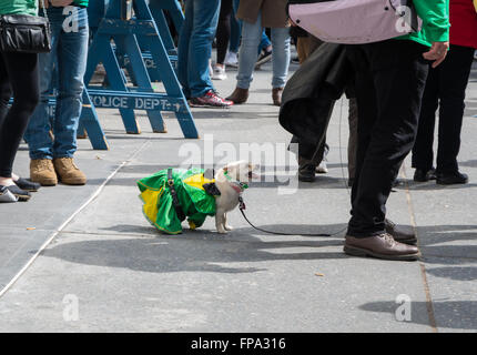 A Chihuahua dog dressed up as a leprechaun on the sidewalk at the 2016 St Patrick's Day celebrations in New York City, USA. Stock Photo