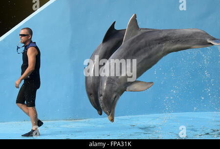 March 16, 2016 - Havana, Cuba - Dolphins perform at the Acuario Nacional Cuba in Havana, Cuba on March 16, 2016. U.S. President Barack Obama will visit Havana on March 21 and 22, 2016, becoming the first sitting U.S. president to visit Cuba in over 80 years. © Paul Hennessy/Alamy Live News Stock Photo