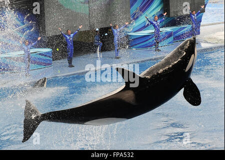 Seaworld Orlando - killer whale / orca leaps out of the water at the Orlando Florida Sea World in front of the whale trainers FILE PIC': 14th Augst, 2013 Credit:  Don Mennig/Alamy Live News Stock Photo