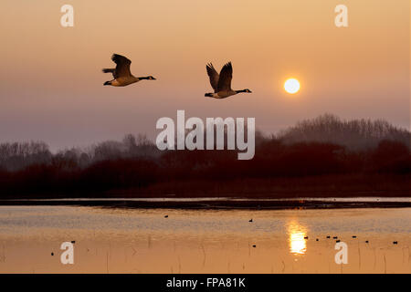 Wildlife pond at Southport, Merseyside, UK 18th March, 2016.  Foggy UK Weather.  Migratory Geese take to the skies at Sunrise. Barnacle Geese graze the saltmarshes at Marshside during the spring before being joined on their journey to Iceland with other skiens spending winter at places like Martin Mere near the resort. They tend to commute between Martin Mere and the Crossens Marsh area for several months before they disperse. Stock Photo