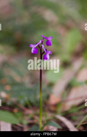 Champagne's orchid, Orchis champagneuxii, Andalusia, Southern Spain. Stock Photo