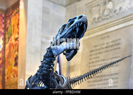 New York City - January 31, 2016: Allosaurus in the entrance hall of the American Museum of Natural History in Manhattan. Stock Photo