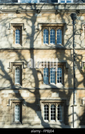 Tree shadow on the exterior wall of a college in Oxford. England Stock Photo