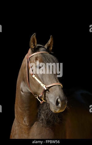 Paso Fino horse Stock Photo