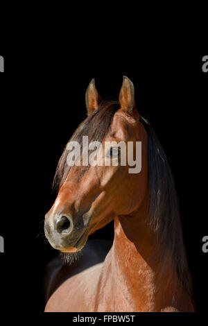 Paso Fino horse Stock Photo