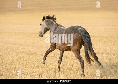 Connemara pony galloping in a stubble field Stock Photo