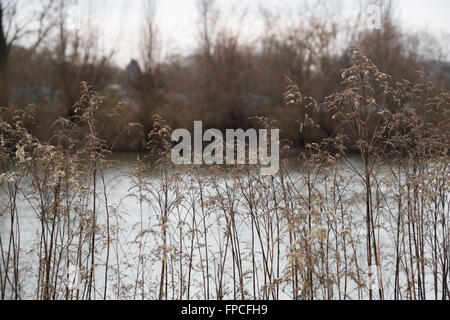 Dry reeds next to the river bank in cold winter Stock Photo