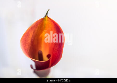 Abstract View of red Curve Blur Calla Lily Flower Stock Photo