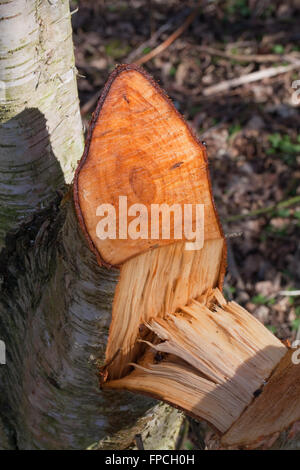 Downy Birch (Betula pubescens).  Recently sawn side branch, showing annual growth rings with exuding sap. Stock Photo