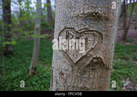 A wooded glade where the ground is covered in wild garlic and bluebells with an old grey tree trunk growing amongst the flowers and foliage with initials carved in the bark in the centre of a love heart. Stock Photo