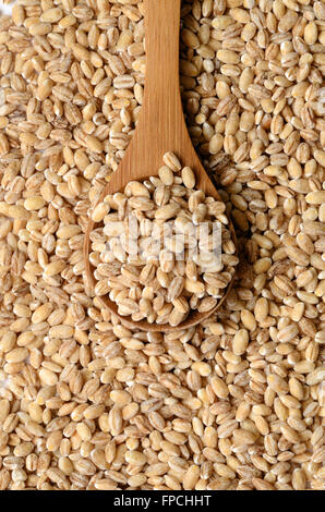 Uncooked barley grain seeds close up shot Stock Photo