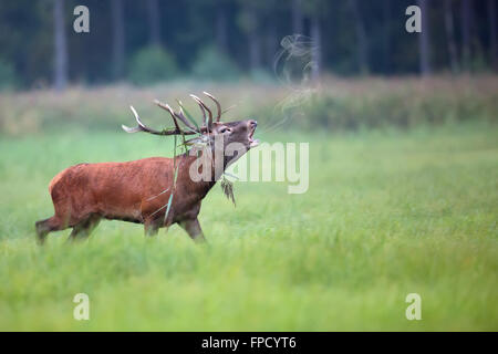 Red deer bellowing on the run in the wild Stock Photo