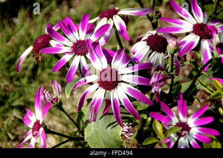 Pericallis hybrida, formerly Cineraria cruenta, Cineraria, ornamental herb large leaves and radiate flower heads Stock Photo