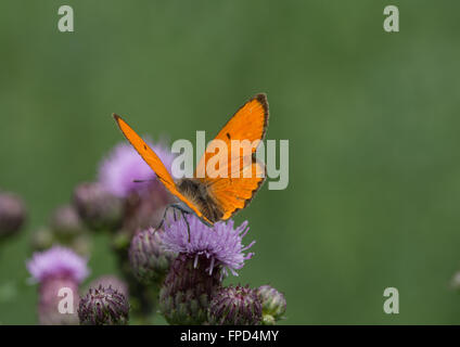 Large copper butterfly (Lycaena dispar) on flower in Aggtelek National Park, Hungary Stock Photo