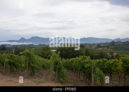 Grapes on the vine at a vineyard in the Elgin Valley in the Overberg district of the Western Cape Province of South Africa. Stock Photo