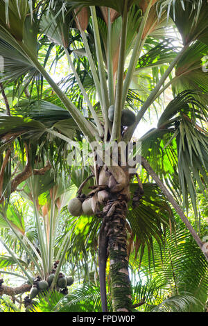 Coco de Mer palm with fruit Vallee de Mai Praslin Island Seychelles ...