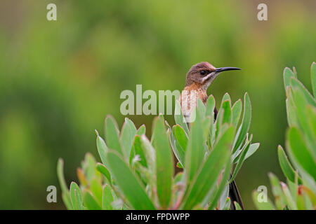 A Cape sugarbird (Promerops cafer) in the Harold Porter National Botanical Garden, Betty's Bay, Western Cape South Africa. Stock Photo