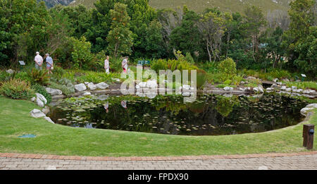 Pond filled with flowering Blue water lily (Nymphaea caerulea) in the Harold Porter National Botanical Garden, Betty's Bay. Stock Photo