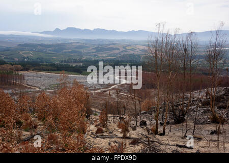 Aftermath of veld fire in the Elgin valley, Overberg, Western Cape Province, South Africa. Stock Photo