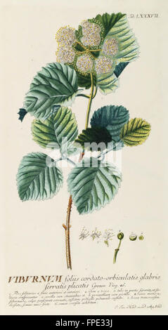 Plantae selectae quarum imagines ad exemplaria naturalia Londini, in hortis curiosorum nutritamanu artificiosa doctaque pinxit G Stock Photo