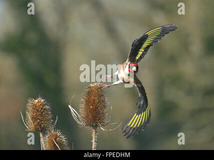 Goldfinch in flight, taking off from a Teasel head that it has been feeding on the seeds Stock Photo