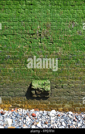 Thick wet algae like green slime growth on brick wall beside River Thames revealed at low tide Wapping East London England UK Stock Photo