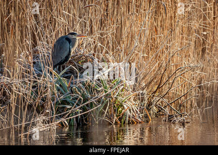 Grey Heron (Ardea cinerea)  in the reeds. Stock Photo