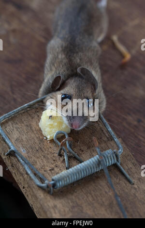 Wood Mouse or Long-tailed Field Mouse (Apodemus sylvaticus). Caught, humaely killed, in a spring trap. Can be a pest in greenhou Stock Photo