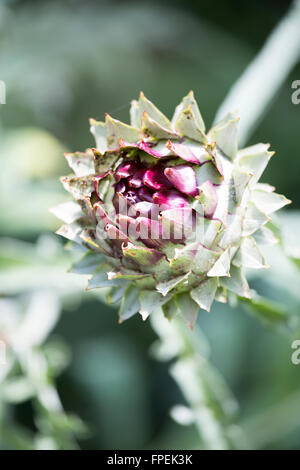 The globe artichoke (Cynara cardunculus var. scolymus) is a variety of a species of thistle cultivated as a food Stock Photo