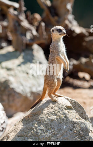 Meerkat  or Suricate (Suricata suricatta). Stock Photo