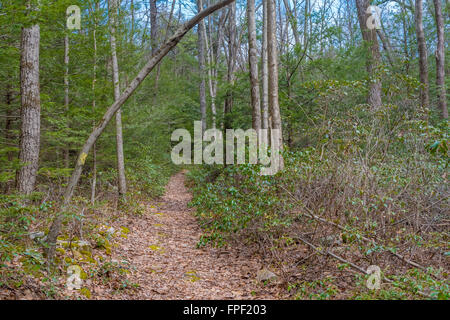 Beautiful scenery in a central Pennsylvanian forest. Stock Photo