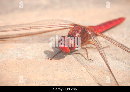 Red dragonfly - macro image toned with soft colors Stock Photo