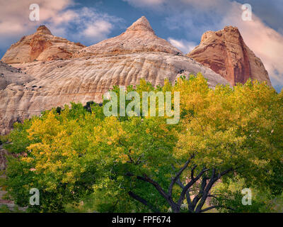 Cottonwood tree in fall color with Fluted Wall rock formation. Capitol Reef National Park, Utah