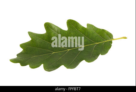 Green oak leaf isolated on white with clipping path Stock Photo