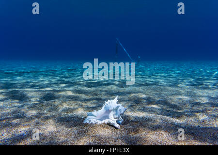 Underwater beauty Stock Photo