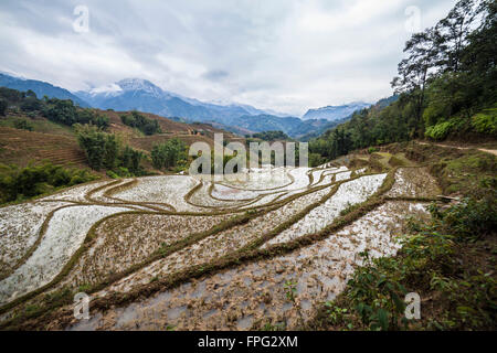 Rice field terraces. Sapa Vietnam Stock Photo