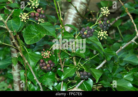 Ripe dark red fruit on ivy (Hedera helix) a source of winter food for wildlife, Devon, February Stock Photo