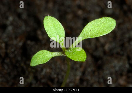 Seedling chickweed, Stellaria media, with cotyledons and first true leaves of annual weed Stock Photo