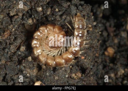 A millipede, Oxidus gracilis, curled in a defensive position Stock Photo