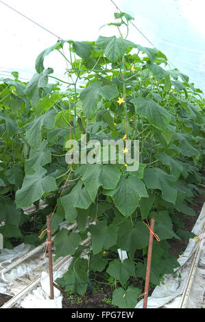 Small cucumber vines  on strings and grown in a polytunnel, Somerset, March, Stock Photo