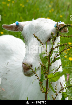 Young female mixed breed saanen type goat in a grass field with a dock flower, Berkshire, June Stock Photo