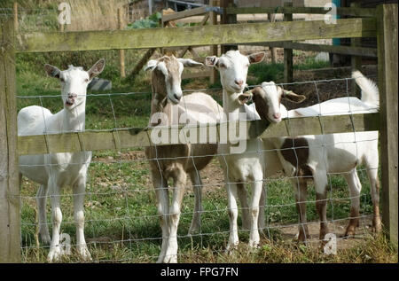 Young mixed breed goats, progeny of milking goats, looking through a field fence, Berkshire, June Stock Photo