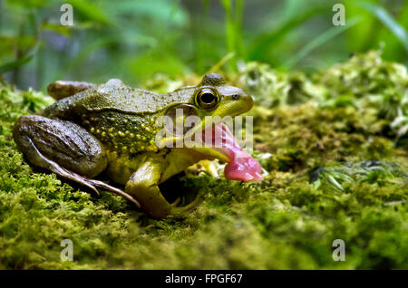 Frog feeding close up with mouth open Stock Photo
