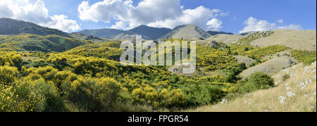 mountains full of gorse in the valley Stock Photo