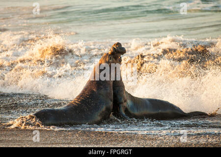 male elephant seals fight over territory and female harem, Piedras Blancas Elephant Seal Colony, near San Simeon, California Stock Photo