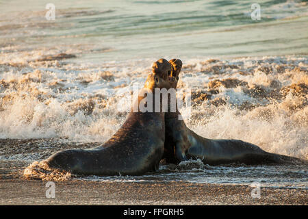 male elephant seals fight over territory and female harem, Piedras Blancas Elephant Seal Colony, near San Simeon, California Stock Photo