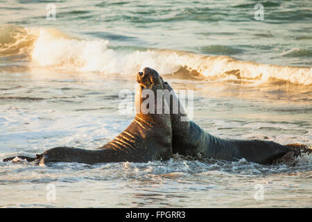 male elephant seals fight over territory and female harem, Piedras Blancas Elephant Seal Colony, near San Simeon, California Stock Photo