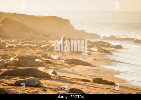 male elephant seals fight over territory and female harem, Piedras Blancas Elephant Seal Colony, near San Simeon, California Stock Photo